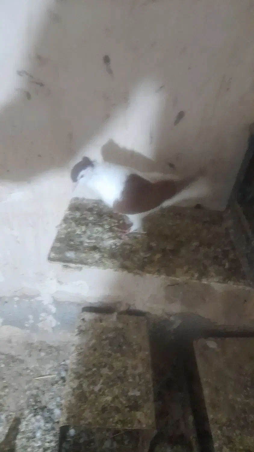 کبوتر|پرنده|بجنورد, |دیوار