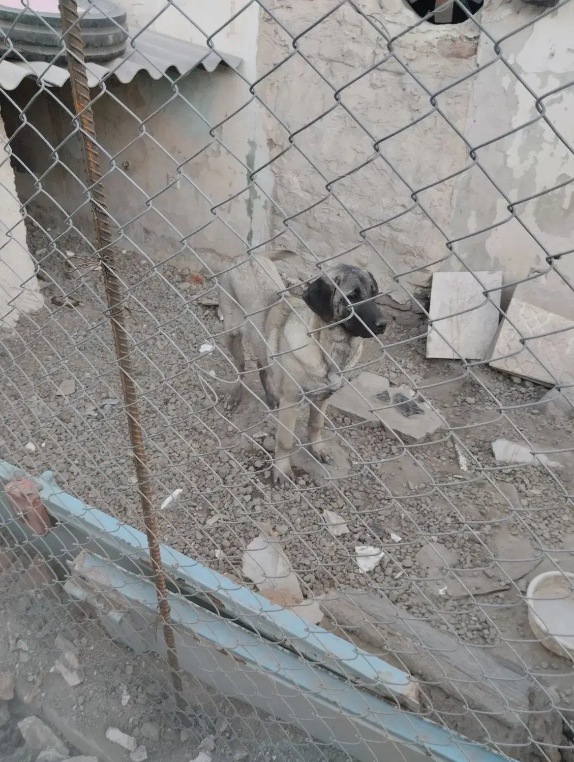 ماده عراقی|سگ|اردبیل, |دیوار