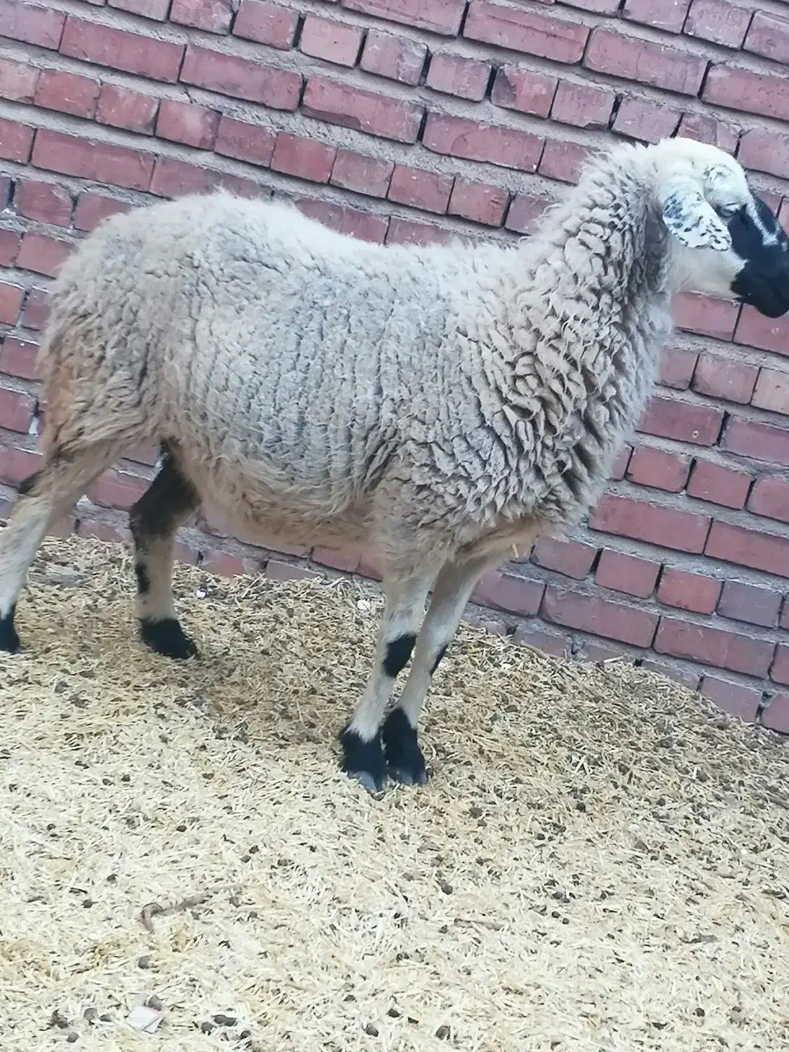 میش آبستن سنگین|حیوانات مزرعه|چترود, |دیوار