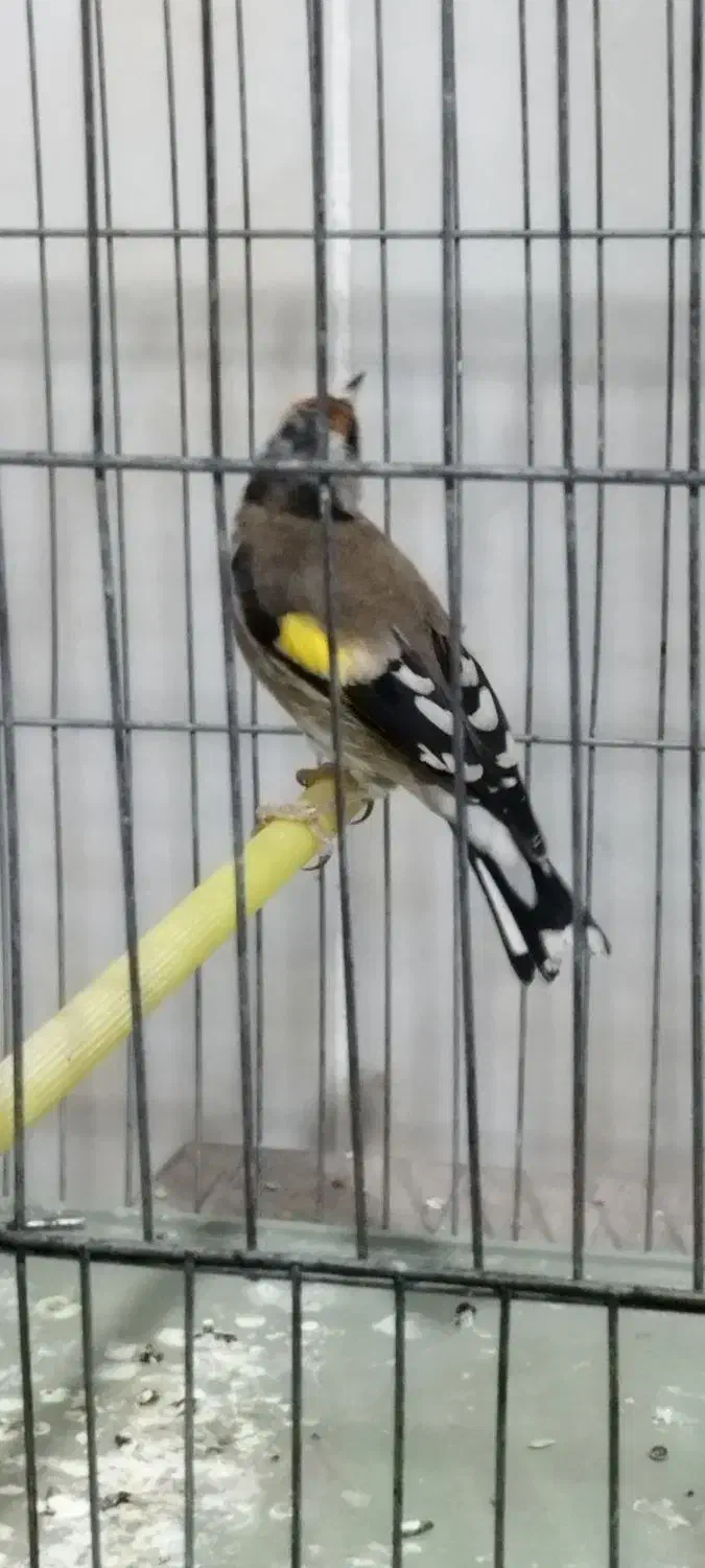 سهره نر|پرنده|فولادشهر, مسکن مهر فولادشهر|دیوار