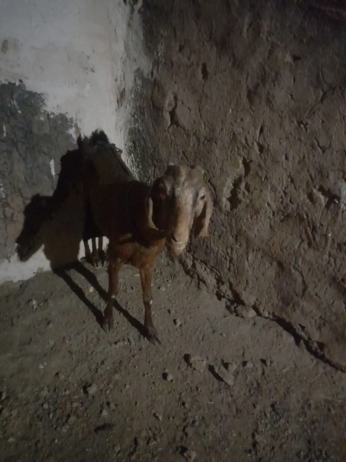 یک عددبزدوقلوزا|حیوانات مزرعه|شهرآباد, |دیوار