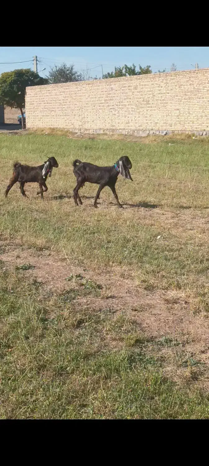 دو عدد بزغاله ماده  پاکستان|حیوانات مزرعه|خواجه, |دیوار