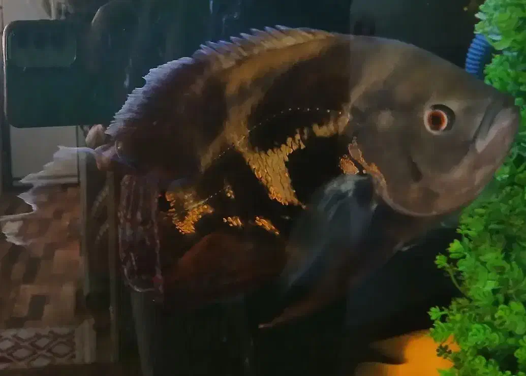 ماهی اسکار|ماهی|تربتحیدریه, شهرک ولیعصر|دیوار