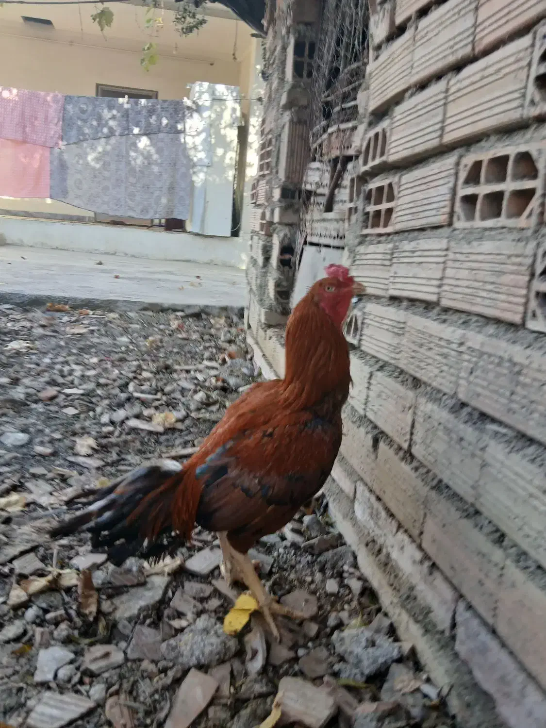 خروس لاری|حیوانات مزرعه|گرگان, |دیوار