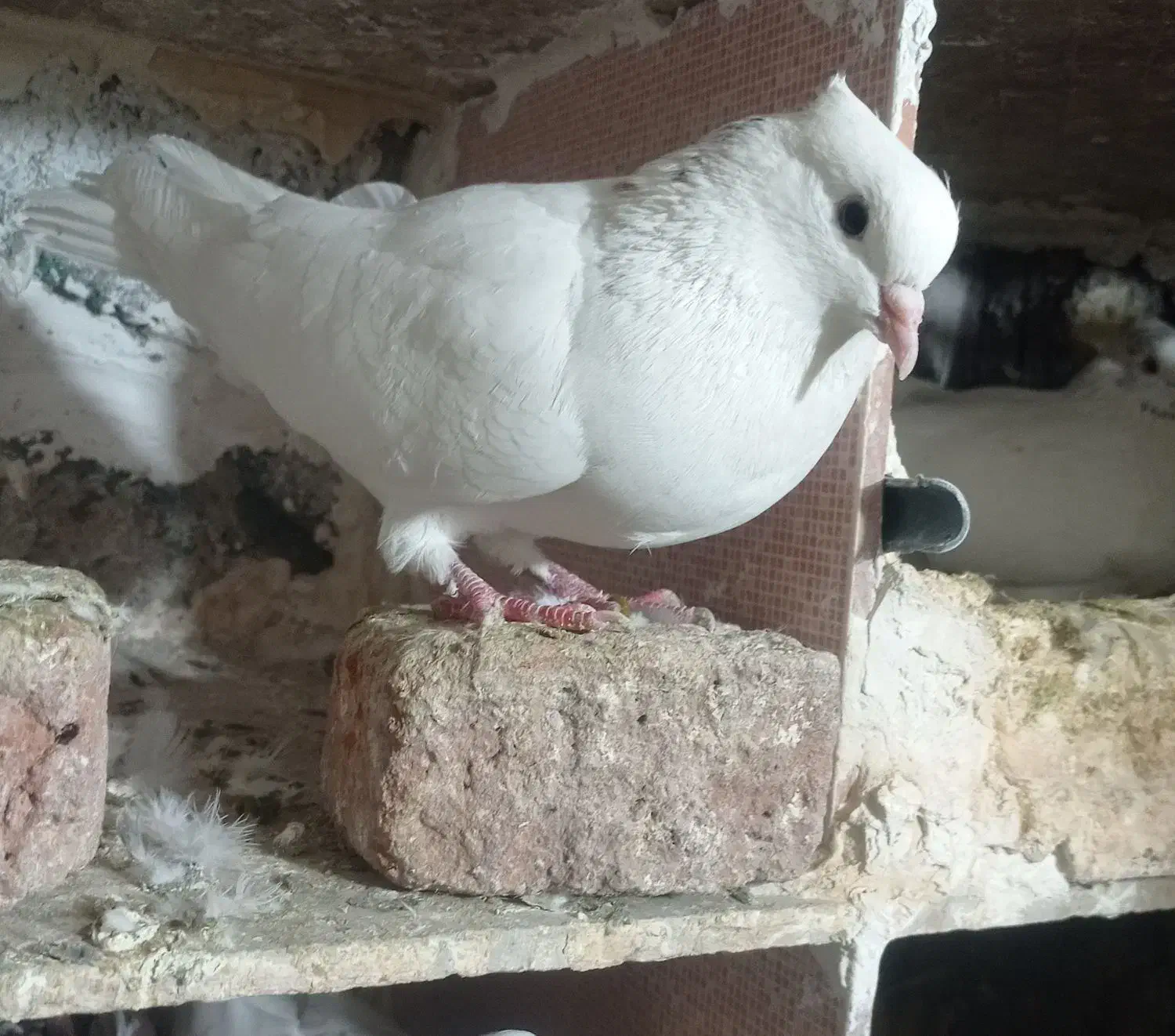 کبوتر|پرنده|عجب شیر, |دیوار