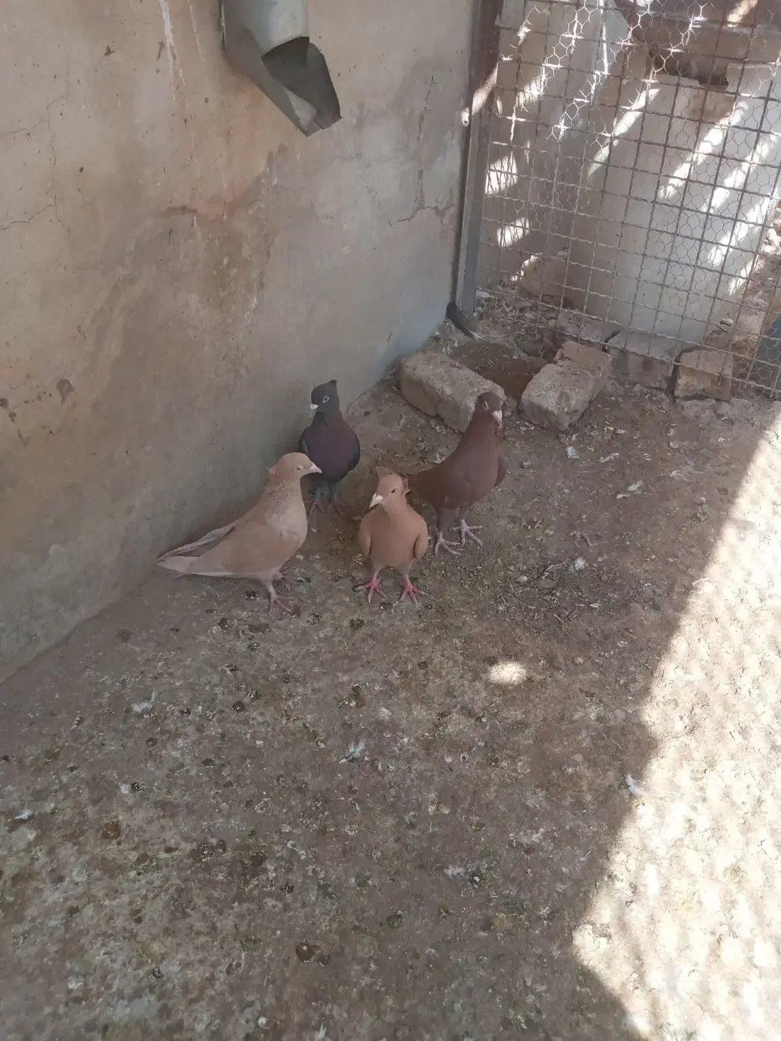 خاک کبوتر|گل و گیاه طبیعی|گناباد, |دیوار