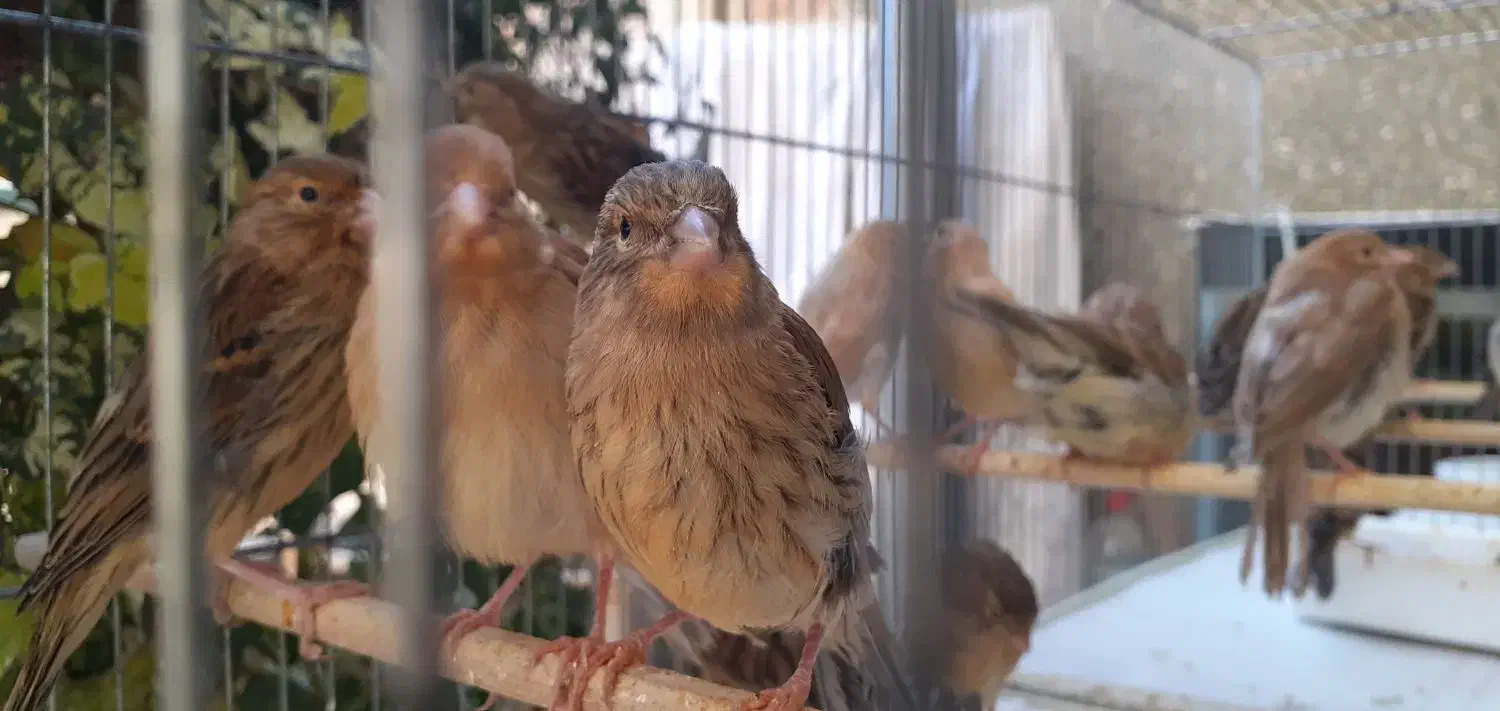 قناری|پرنده|تبریز, |دیوار