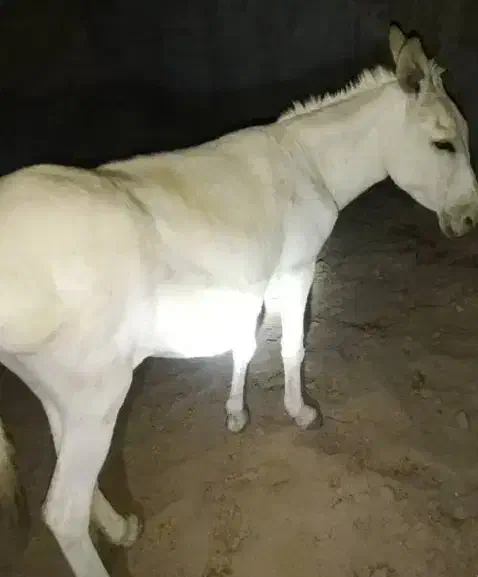 خر خوب بچه خوبی هم هست|حیوانات مزرعه|اصفهان, ارداجی|دیوار