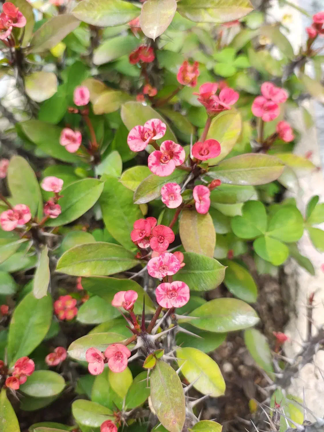 گل و گیاه مرجان گلدار فضای سبز|گل و گیاه طبیعی|تهران, هفده شهریور|دیوار