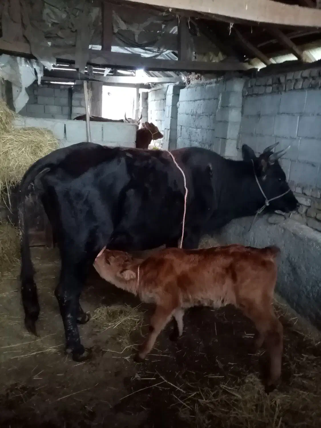 .دوتا گوساله داده..|حیوانات مزرعه|شاندرمن, |دیوار