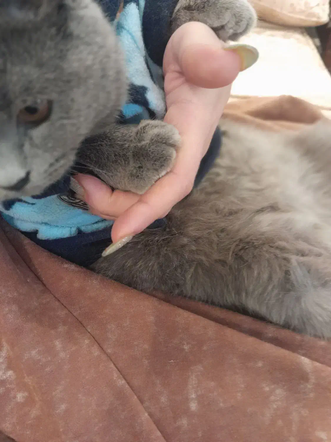 گربه بیریتیش اصیل|گربه|تهران, شمس‌آباد|دیوار