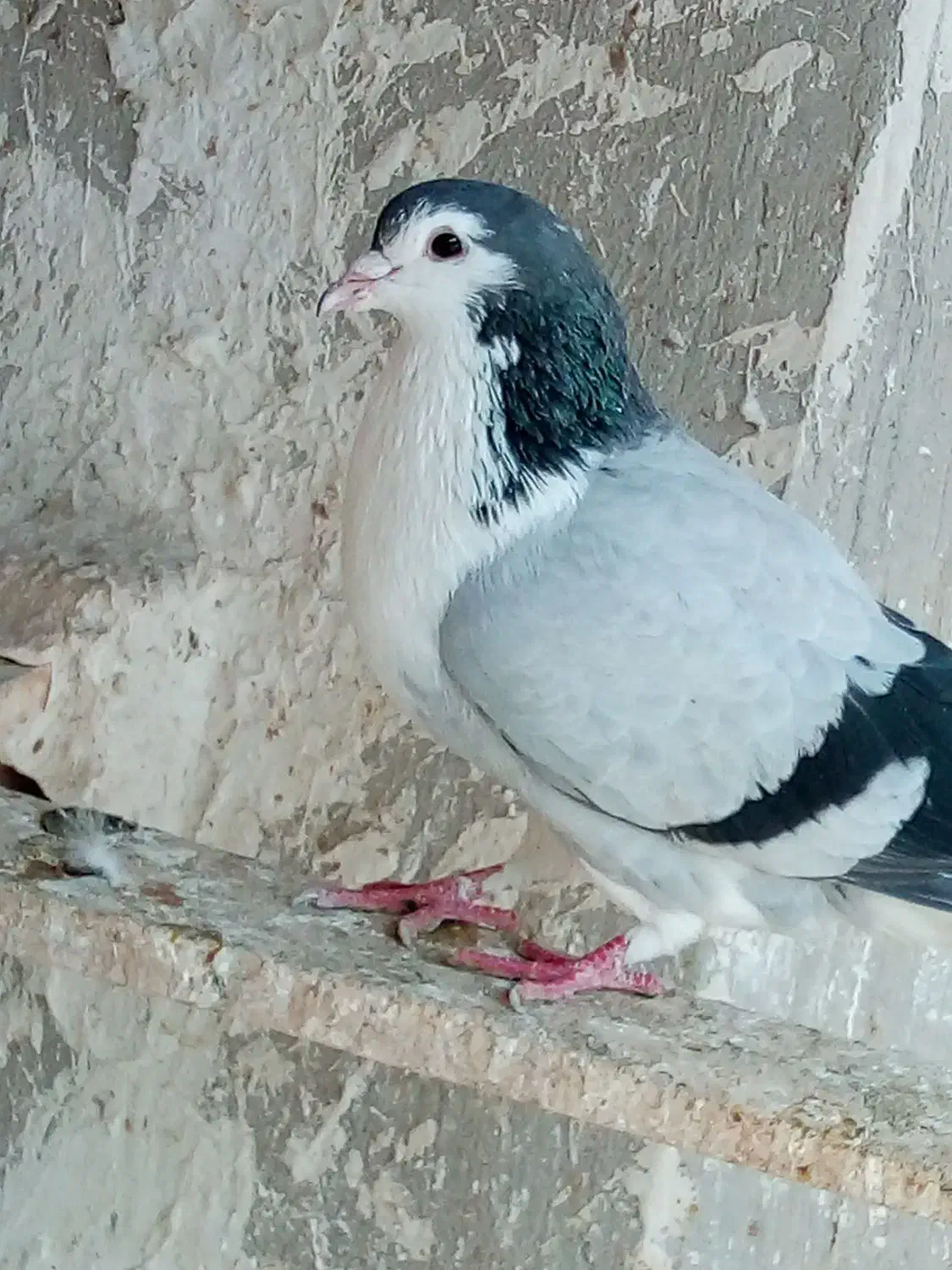 کفتر صید|لوازم جانبی حیوانات|مشهد, کارگران|دیوار