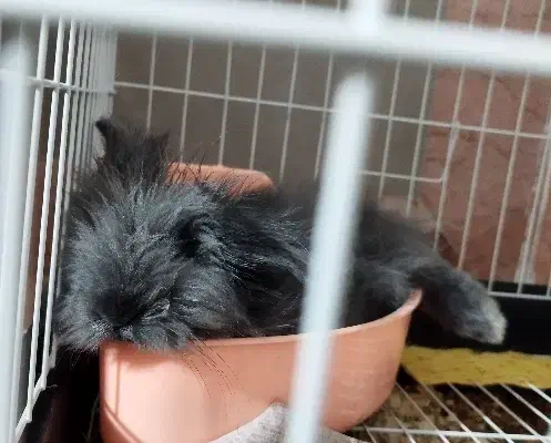 خرگوش لوپ انگلیسی|موش و خرگوش|تکاب, |دیوار