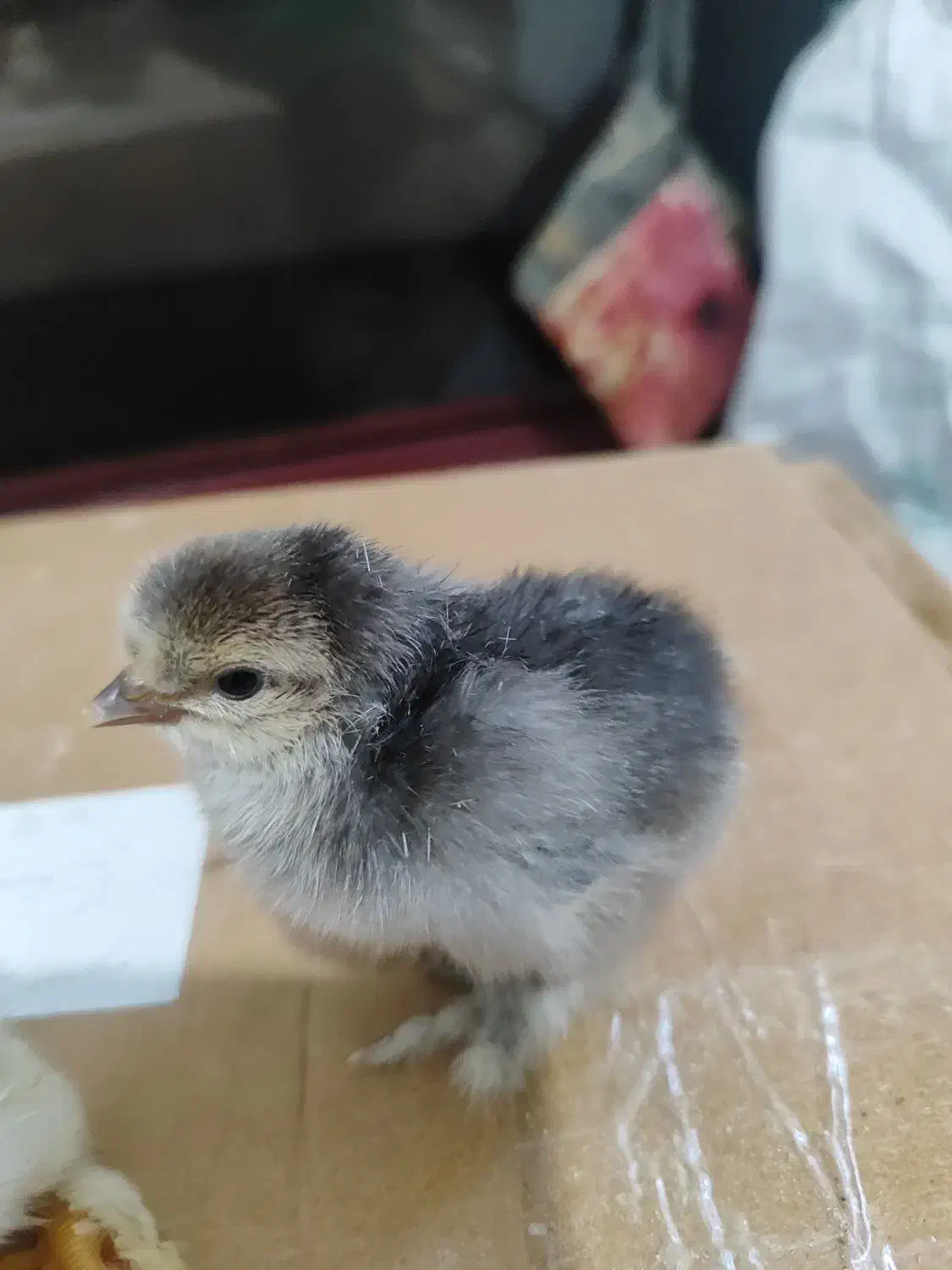 جوجه دیلگونی اصل همه پاپر ودرشت|حیوانات مزرعه|دهدشت, |دیوار