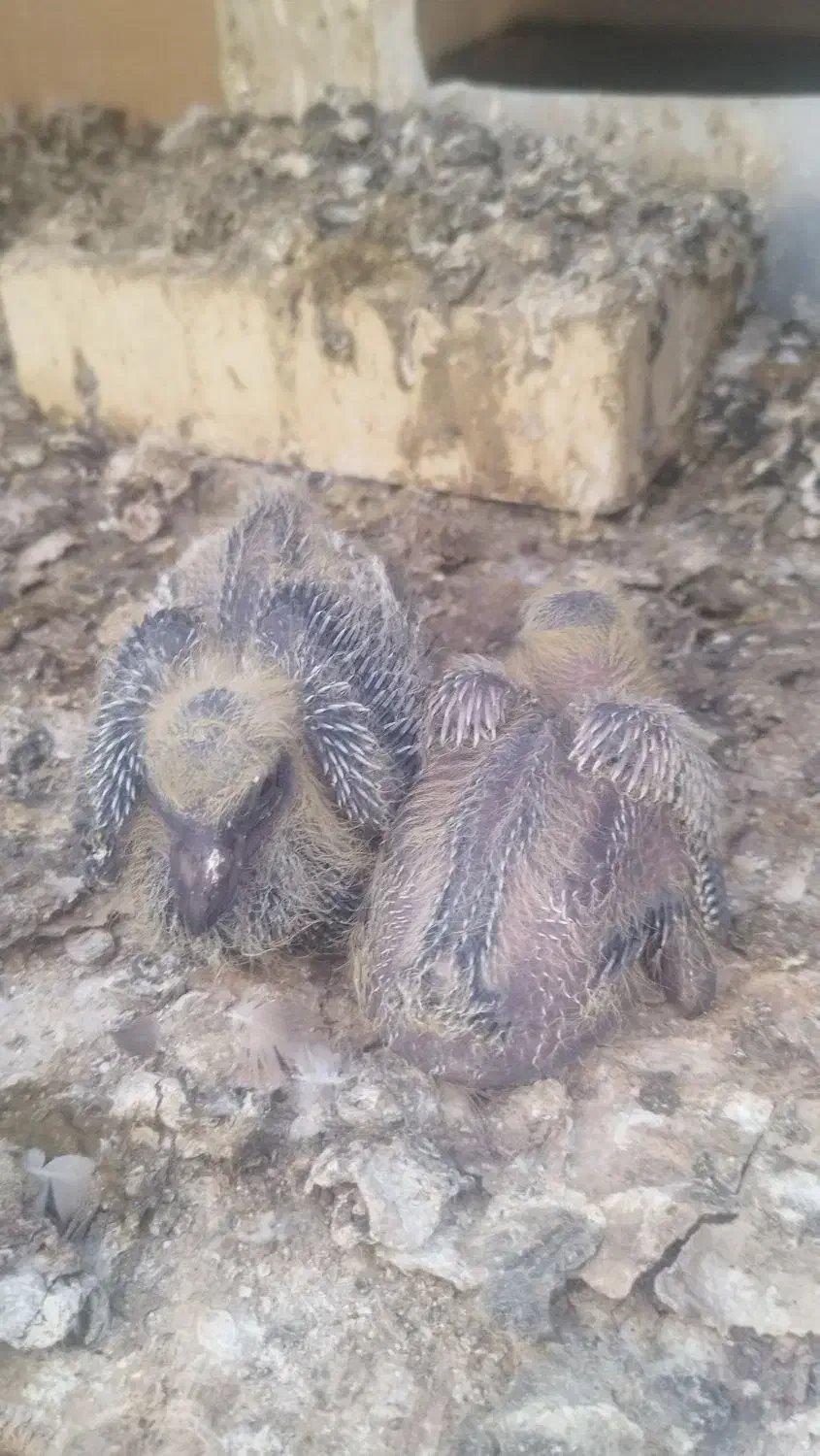 کبوتر رنگی|پرنده|بوشهر, |دیوار