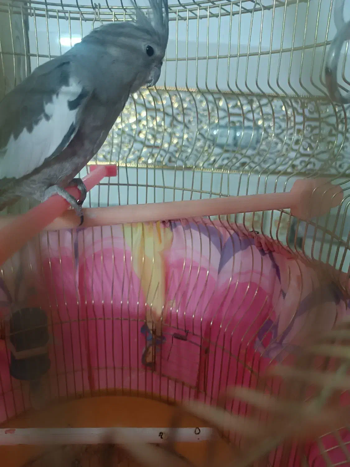 عروس هلندی وایت فیس|پرنده|مشهد, امیرآباد|دیوار