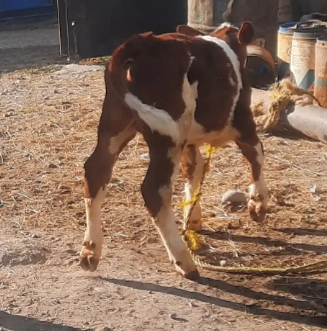 گاو شیری دو دندان|حیوانات مزرعه|هشترود, |دیوار