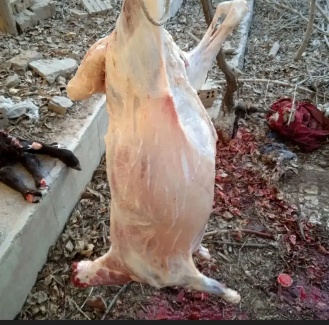 قصاب .ذبح گوسفند|خدمات پیشه و مهارت|ارومیه, |دیوار