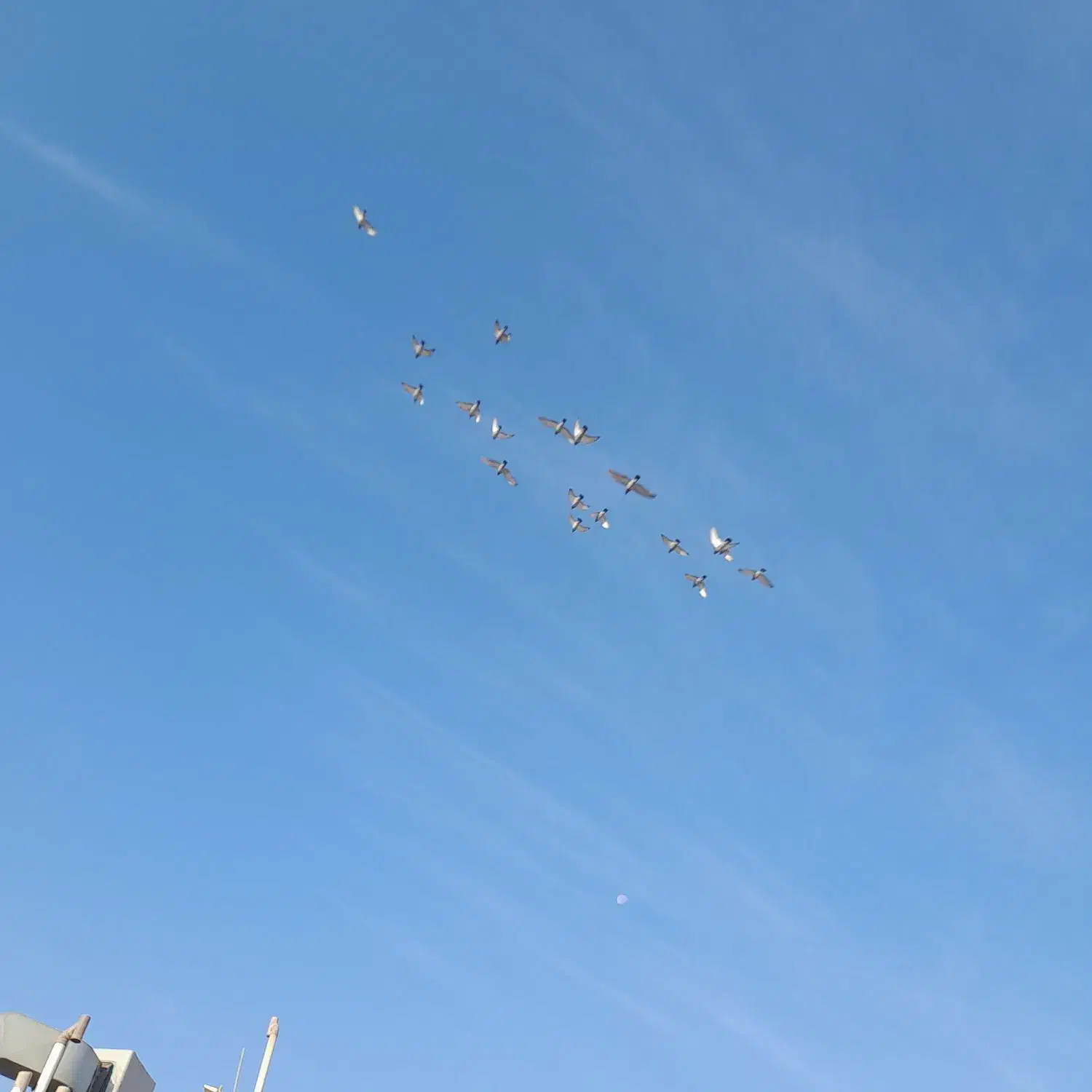 کبوترپلاکی۳۰۰|پرنده|خمینی‌شهر, |دیوار