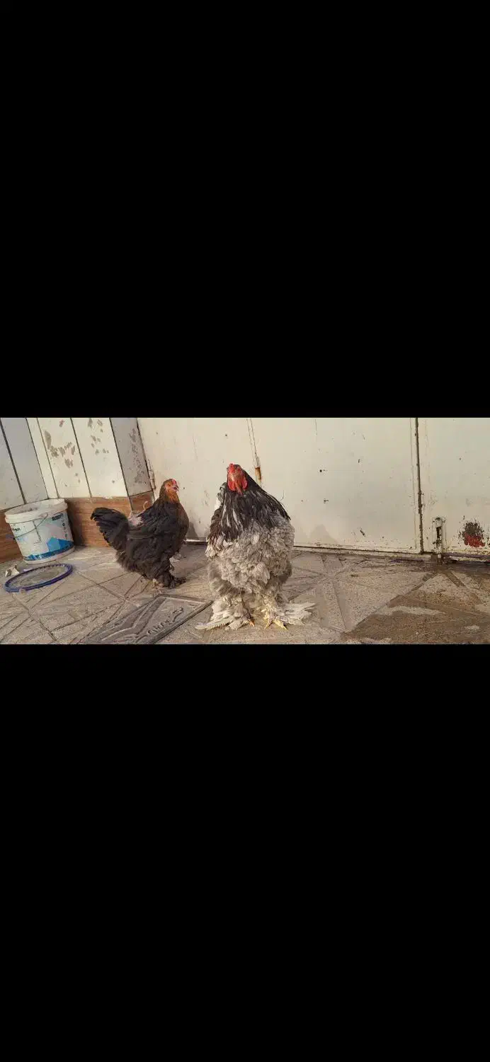 مرغ و خروس برهما|حیوانات مزرعه|مشهد, کوشک مهدی|دیوار