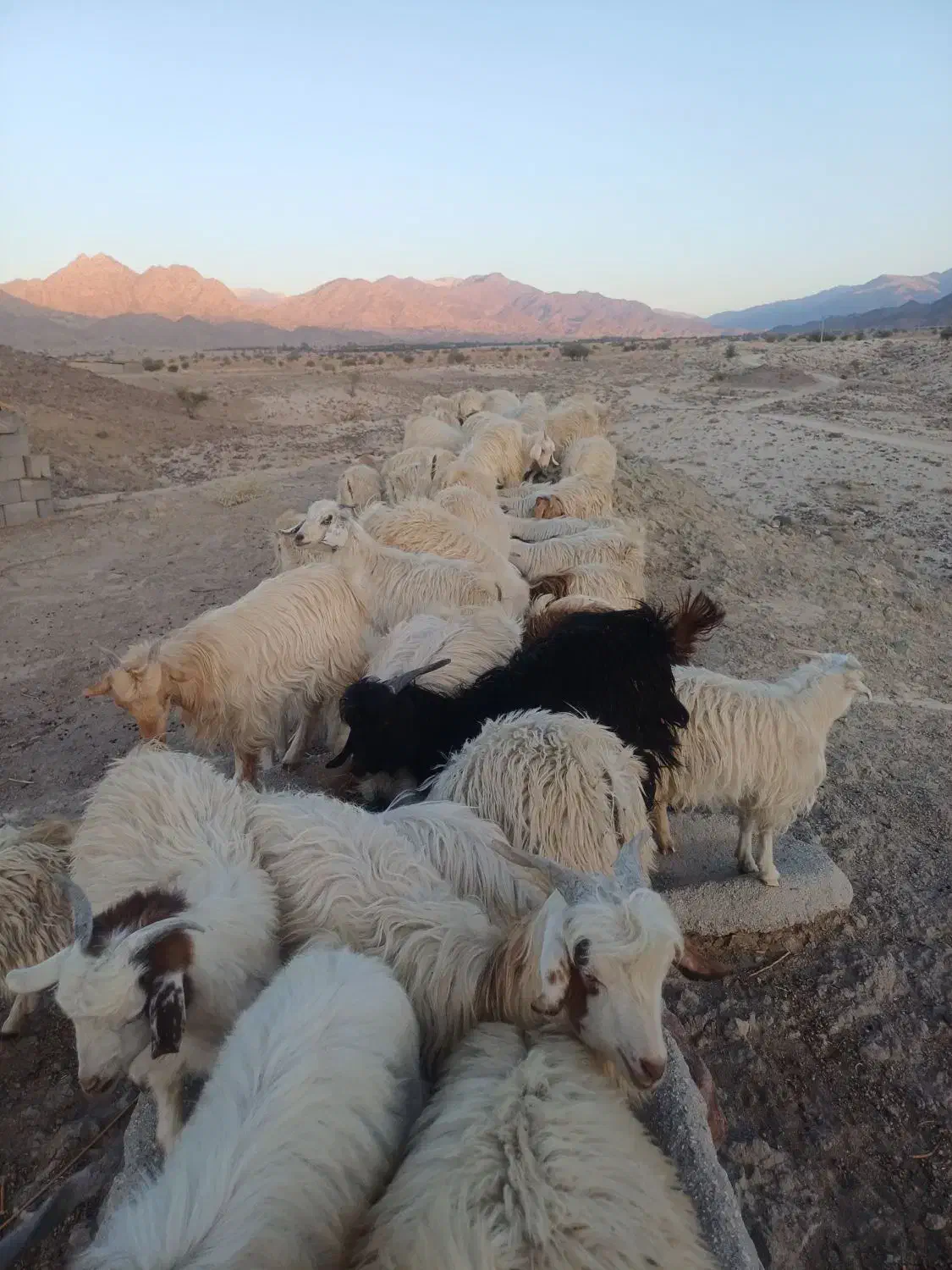 فروش گوسفند|حیوانات مزرعه|درب بهشت, |دیوار