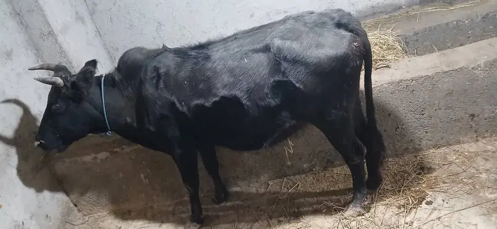 گاو ماده ابستن|حیوانات مزرعه|آستارا, |دیوار