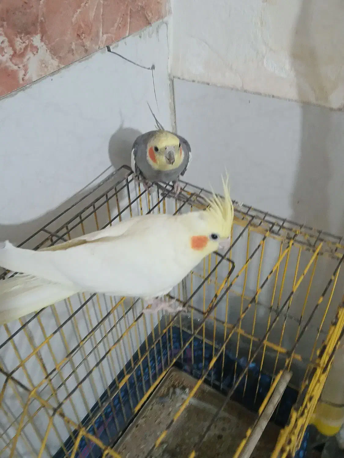 عروس هلندی|پرنده|فرح دشت, |دیوار