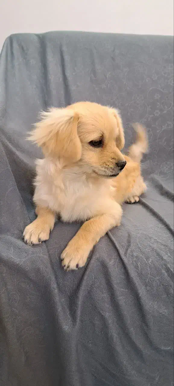 سگ پامر|سگ|مشهد, نیروی هوایی|دیوار