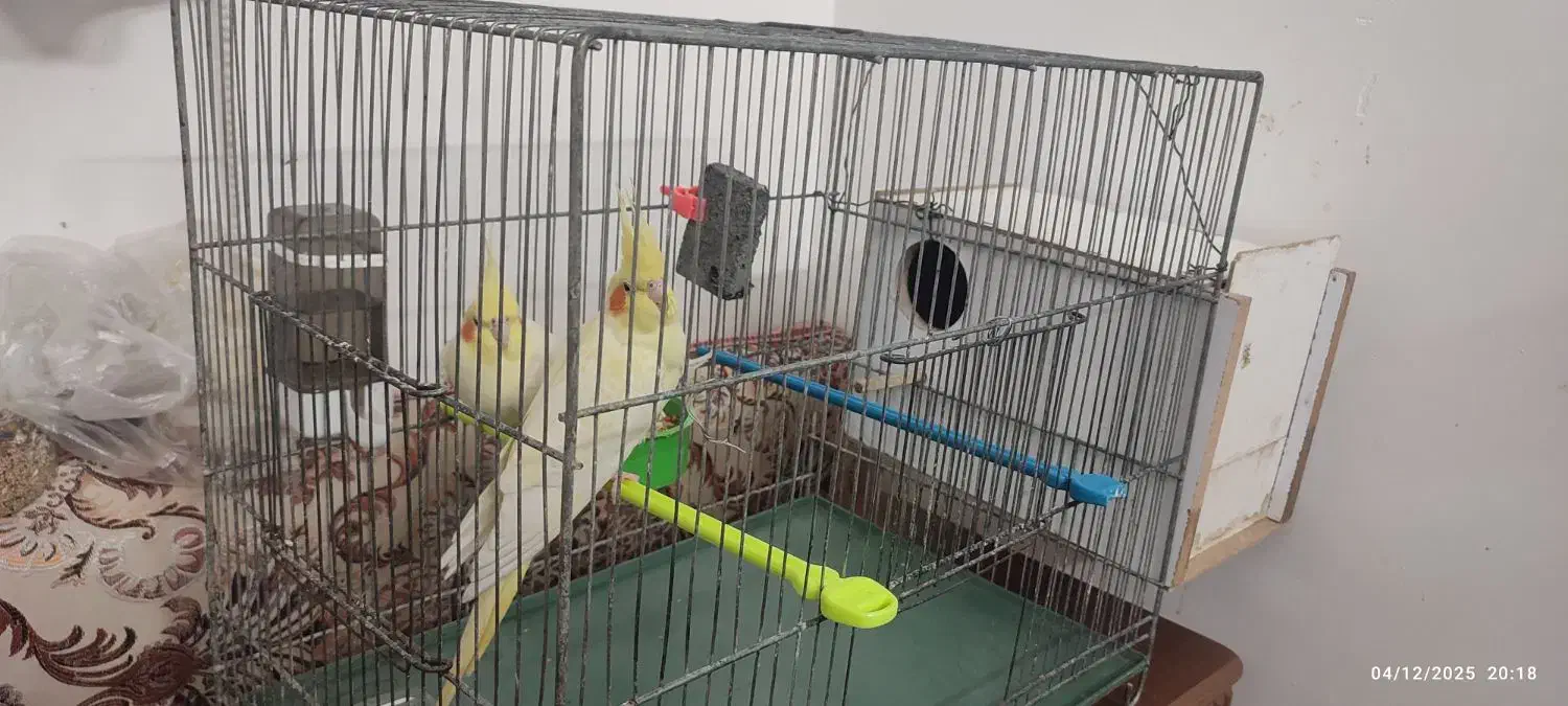 جفت عروس هلندی لوتینو|پرنده|کاشان, فاز ۲ ناجی آباد|دیوار