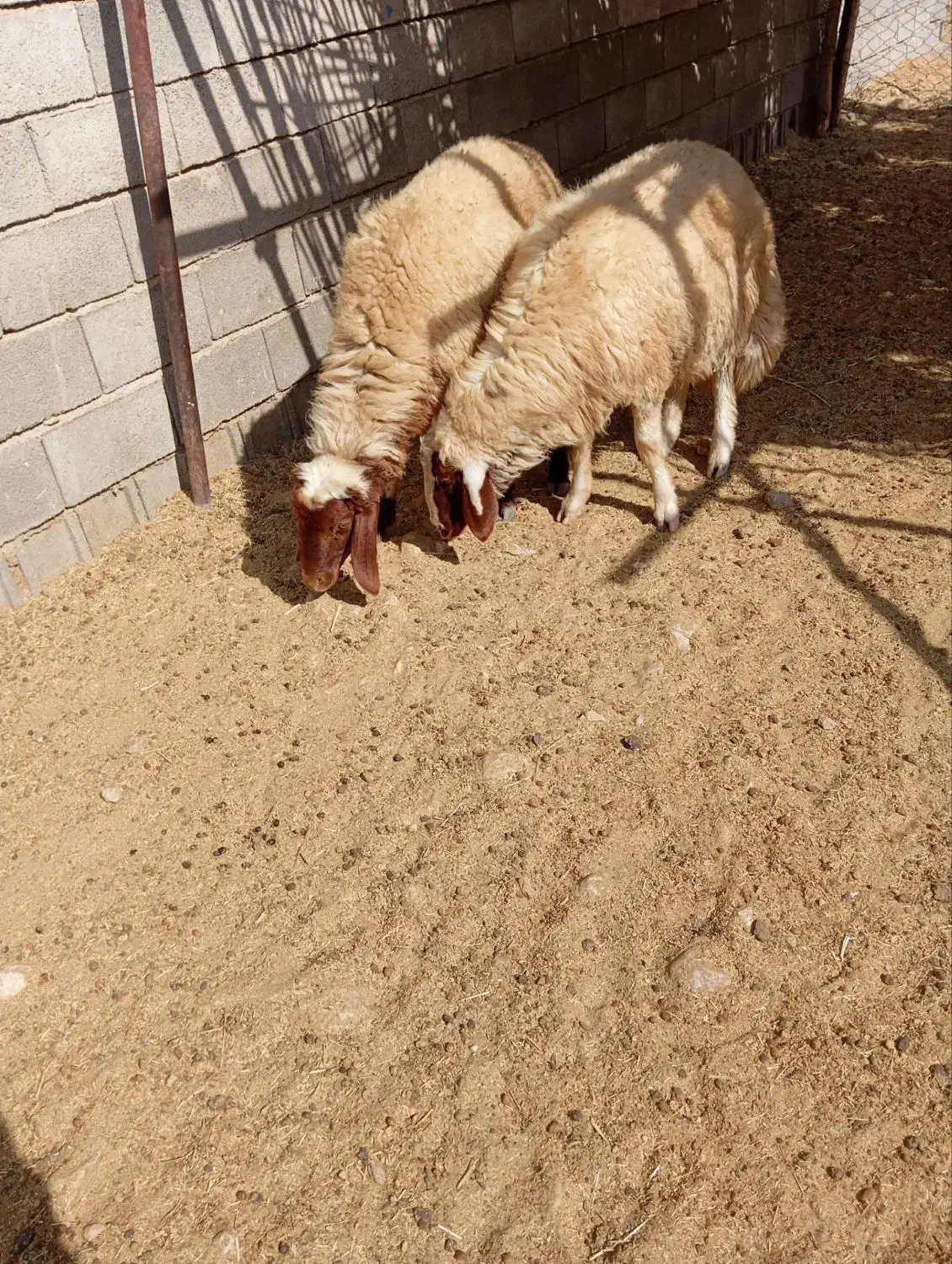 یه راس قوچ صدامی ویه راس سنجابی|حیوانات مزرعه|سرپل ذهاب, |دیوار