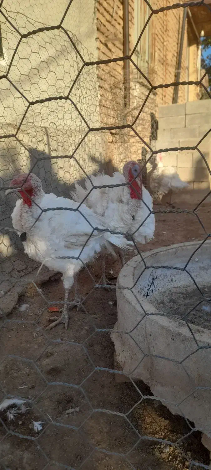 بوقلمون|حیوانات مزرعه|صحنه, |دیوار