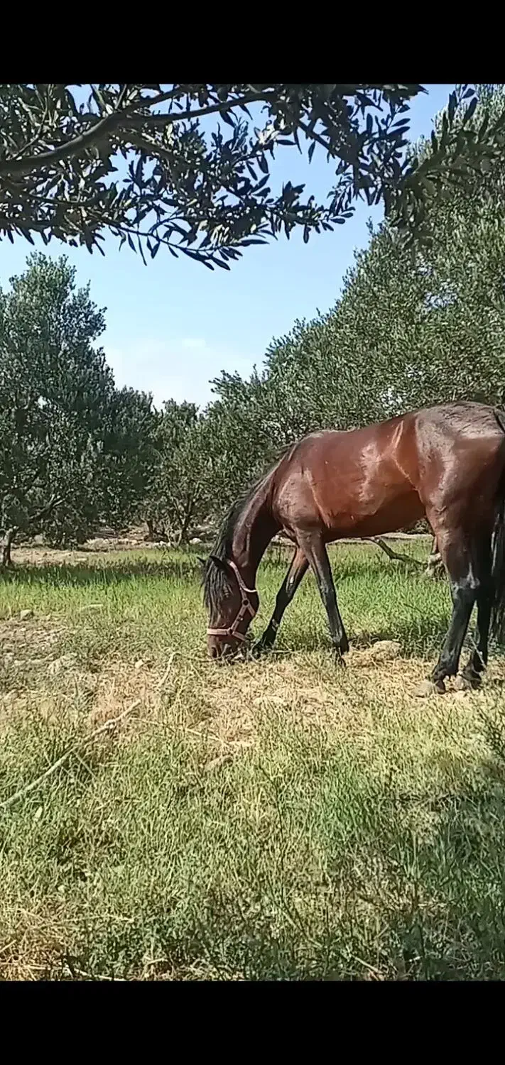 اسب گمشده|حیوانات|منجیل, |دیوار