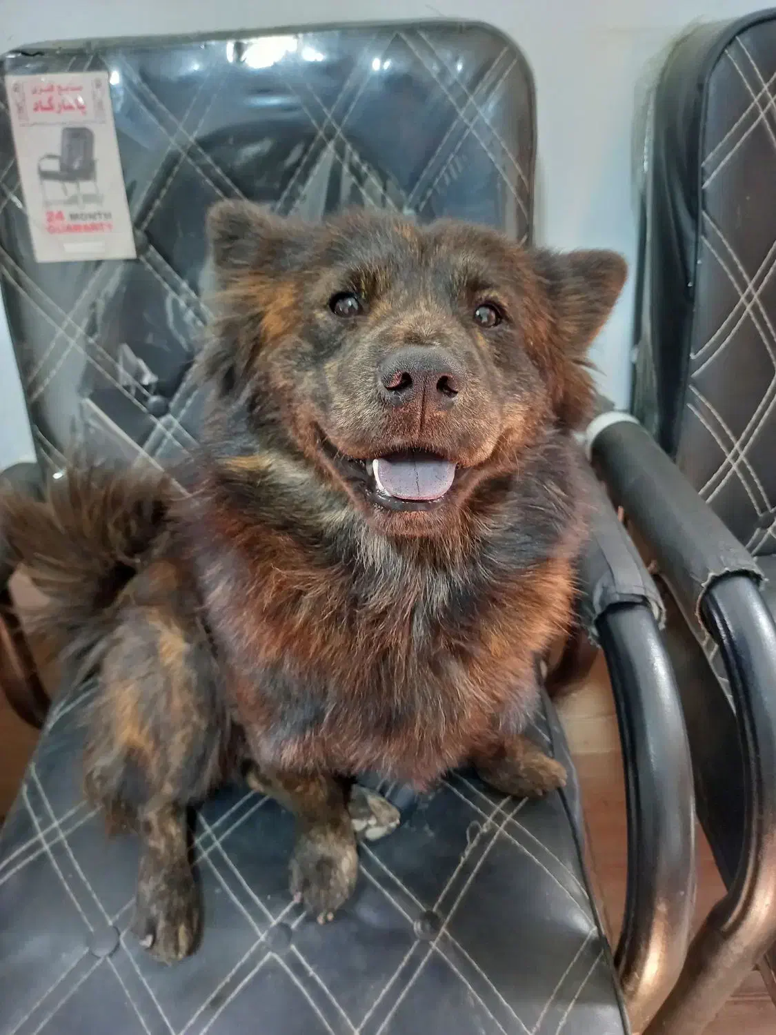 سگ آپارتمانی|سگ|قدس, شهر‌قدس|دیوار