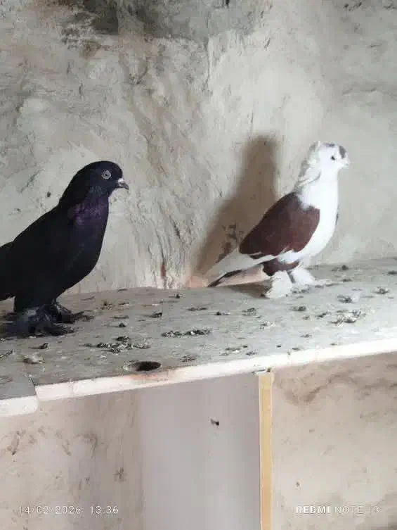 کفتر لوتی|پرنده|تبریز, |دیوار