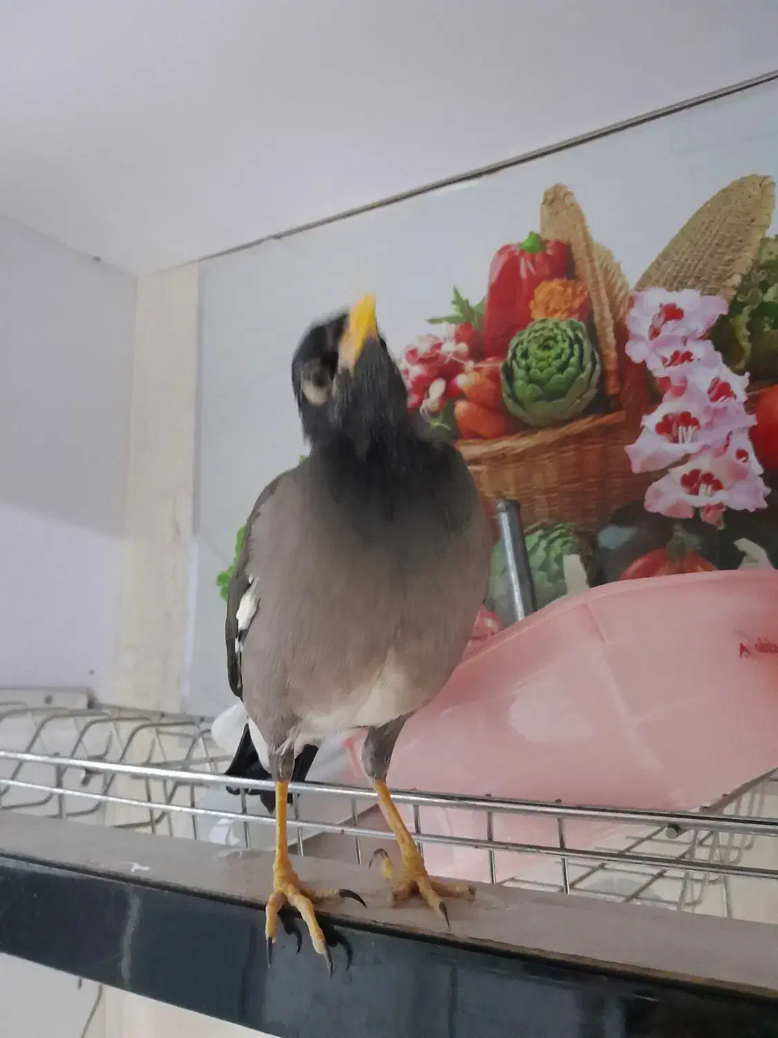 مرغ مینا|پرنده|رباط‌کریم, مسکن مهر آبشناسان|دیوار