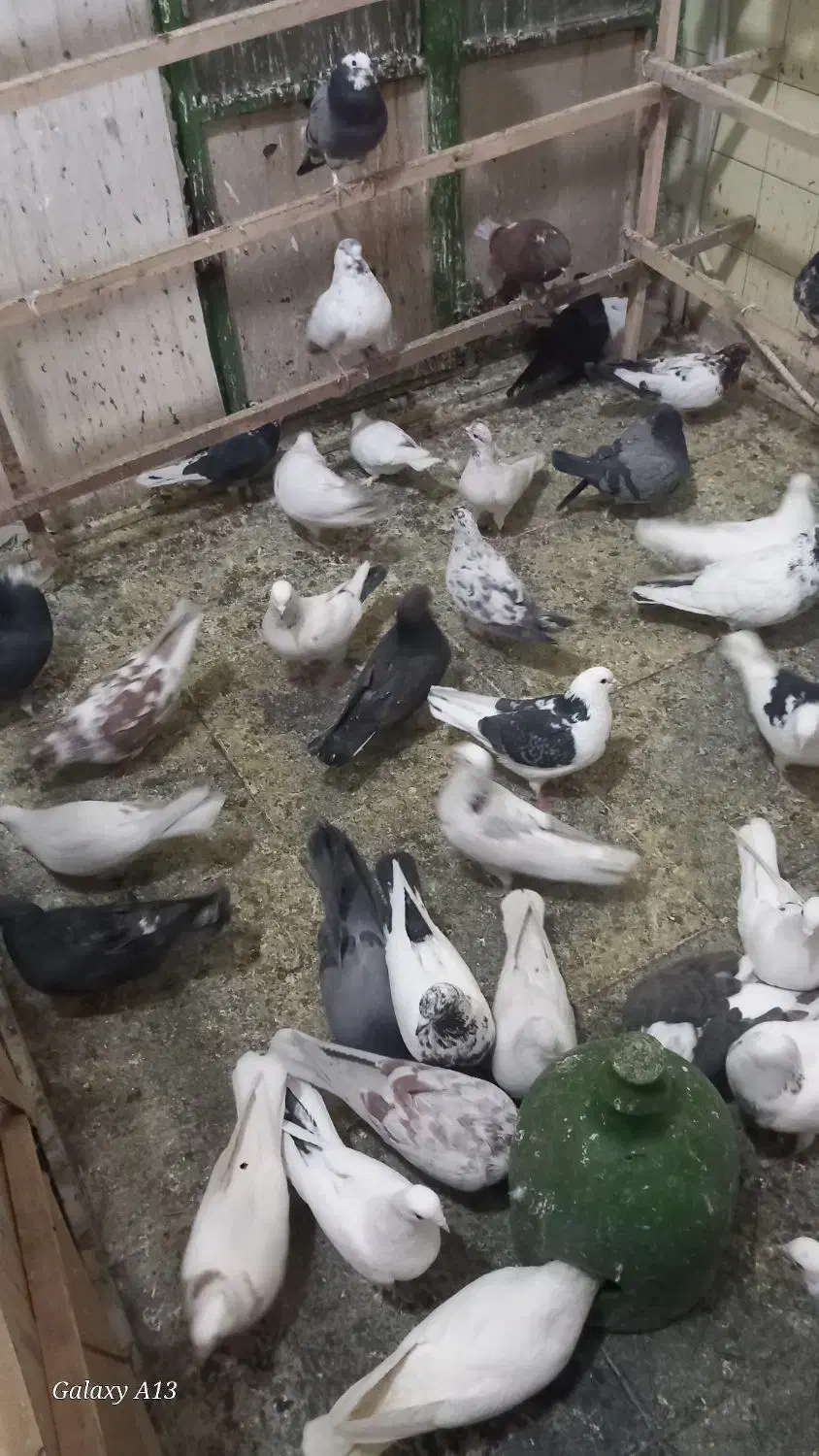 کفتر|پرنده|ماهدشت, |دیوار