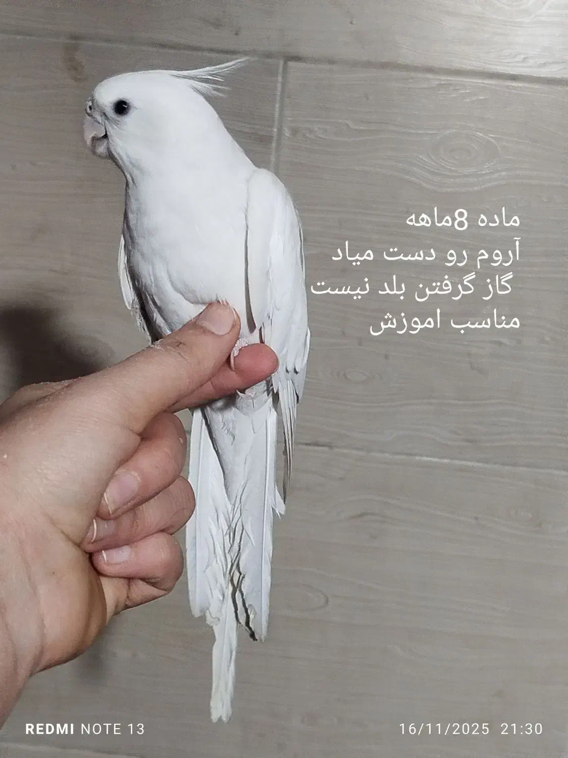 3عدد عروس هلندی البینو|پرنده|کرج, حصارک پایین|دیوار