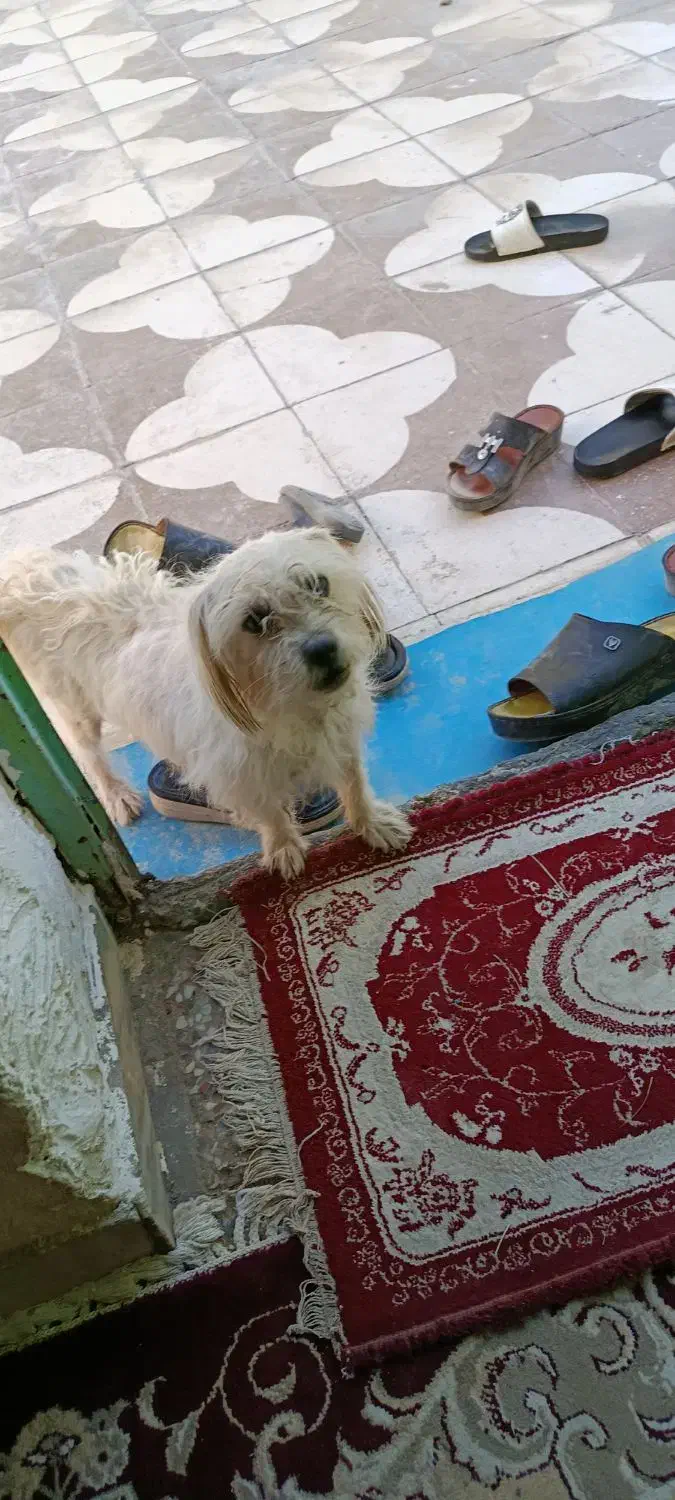 سگ باهوش|سگ|حاجی آباد, |دیوار