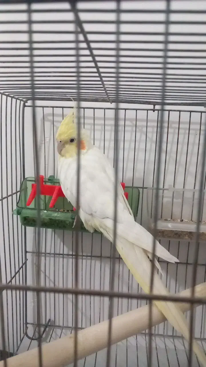 عروس هلندی|پرنده|فامنین, |دیوار