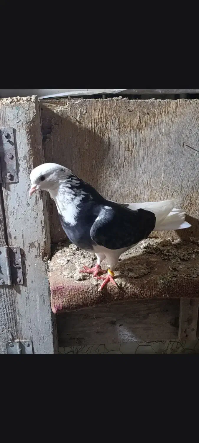 کبوتر|پرنده|گمیشان, |دیوار