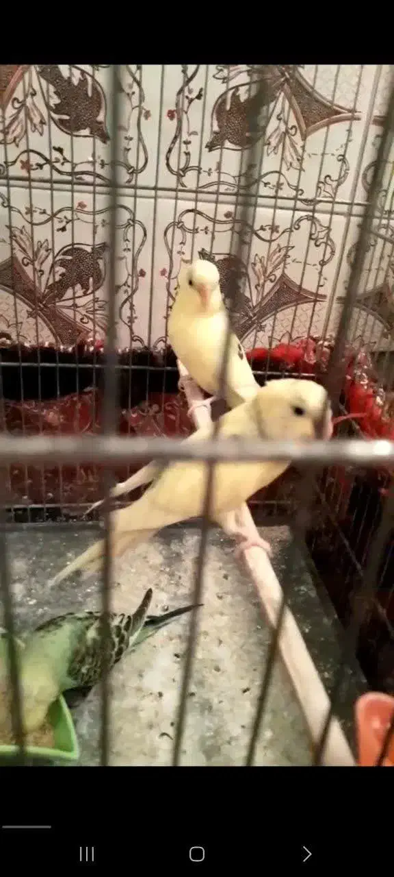 مرغ عشق و کفتر|پرنده|قم, حمام تالار|دیوار