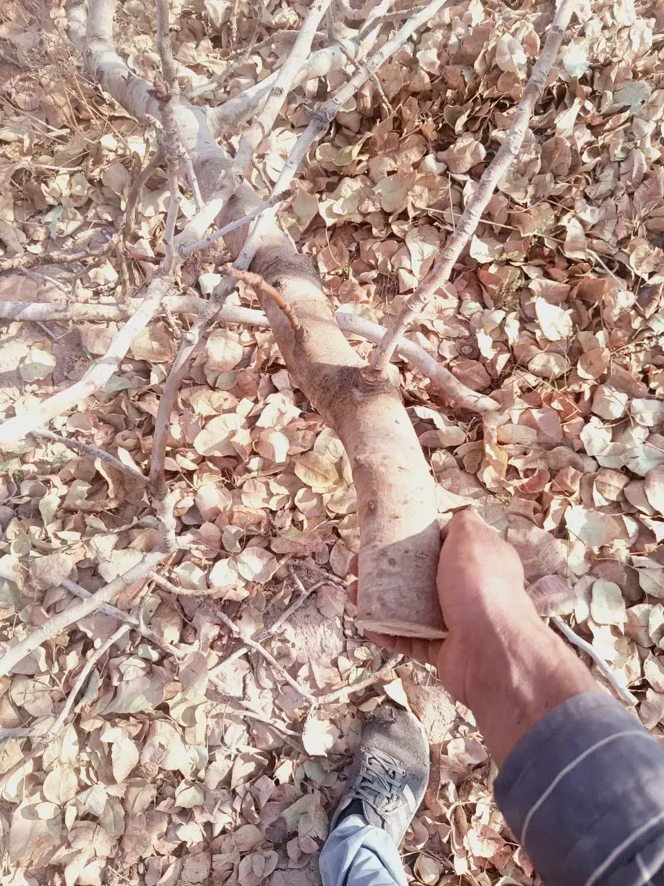 فروش چوب پسته 6500|عمده‌فروشی|گرمسار, |دیوار