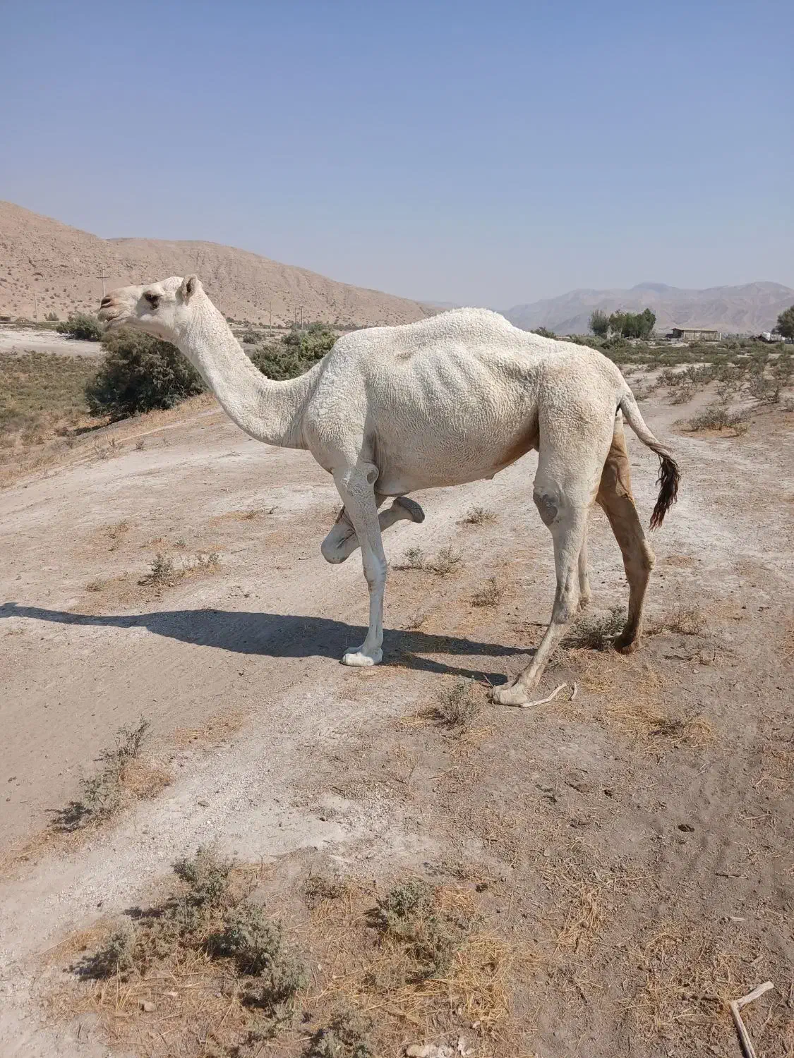 فروش شتر|حیوانات مزرعه|قیروکارزین, |دیوار