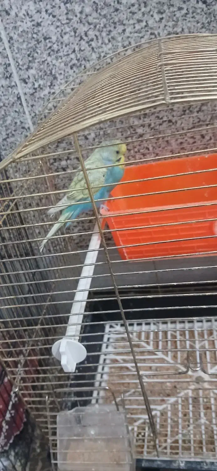 مرغ عشق نر|پرنده|قنوات, |دیوار