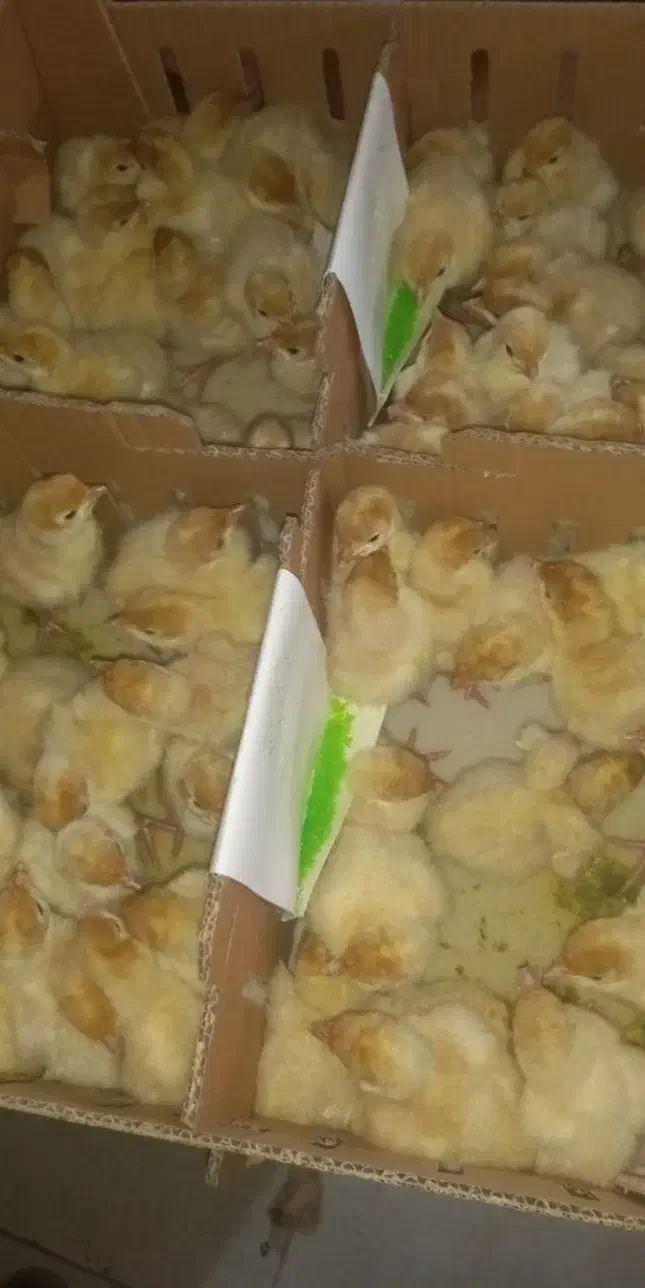 فروش جوجه یکروزه و چند روزه بوقلمون بیوتی۶|حیوانات مزرعه|بابل, |دیوار