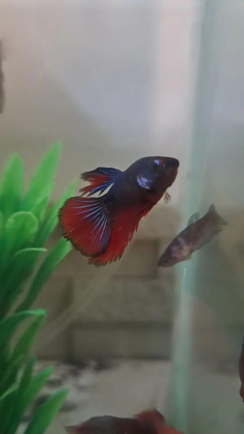 ۵ عدد فایتر جوان|ماهی|ارومیه, |دیوار