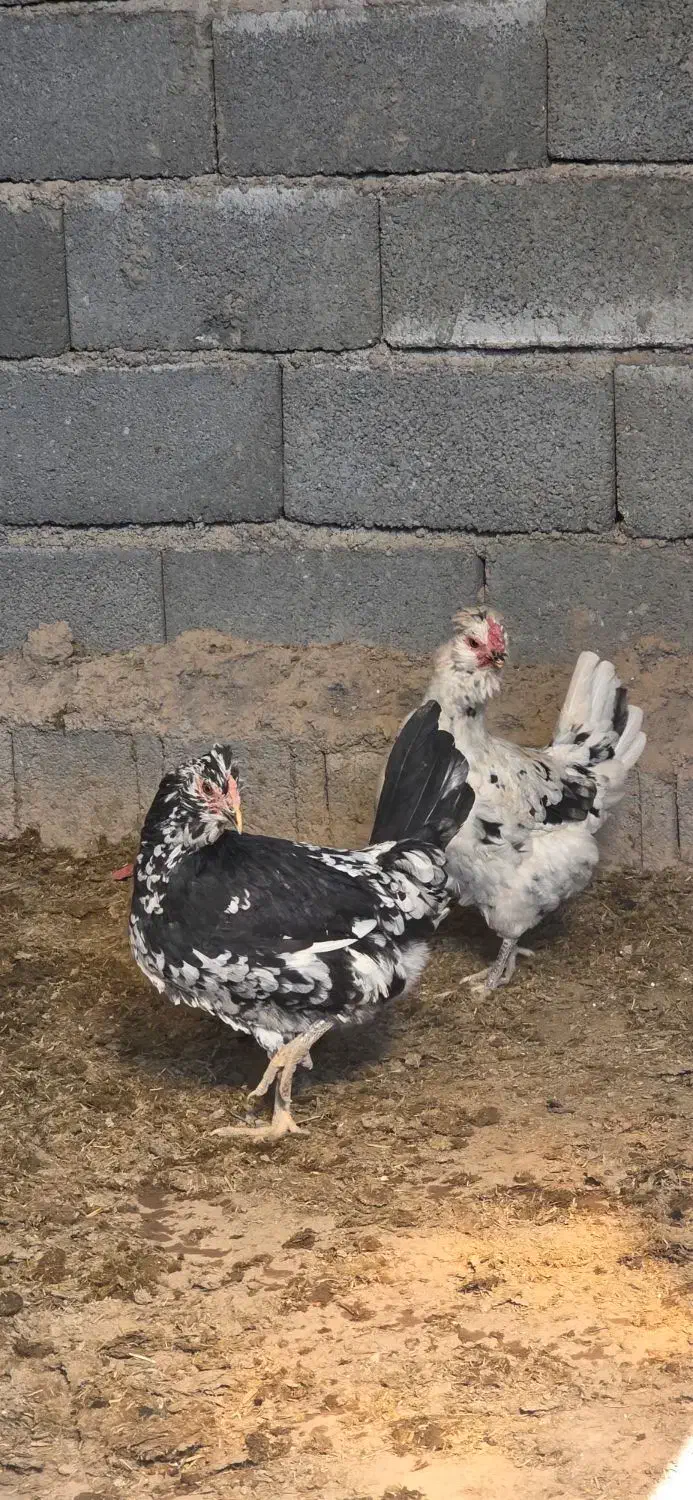 مرغ و خروس گلین|حیوانات مزرعه|سیرجان, |دیوار