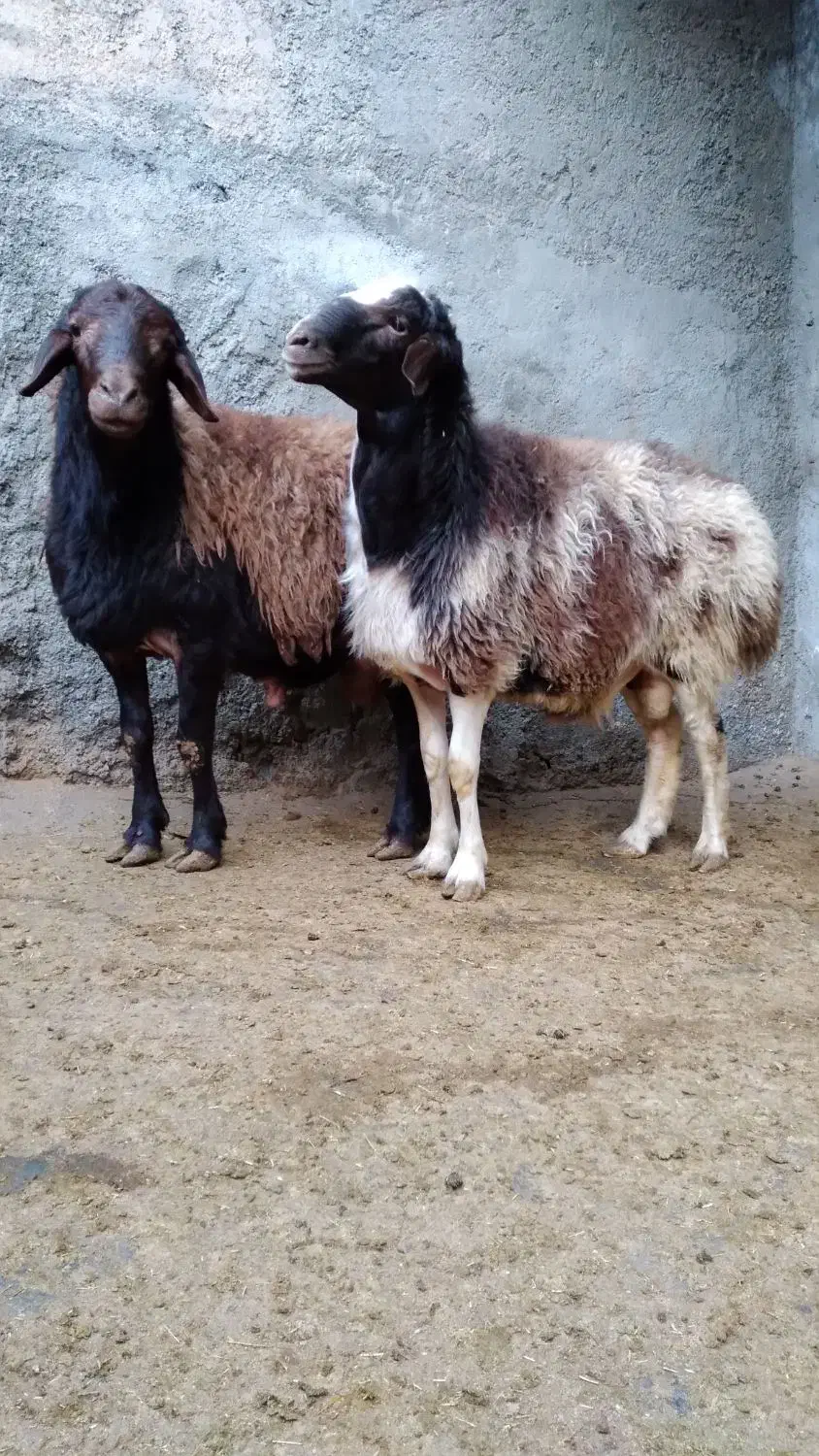 بره نر چاق پرگوشت پرواری درجه یک|حیوانات مزرعه|ملایر, |دیوار