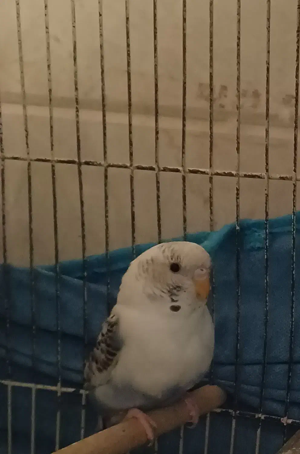 مرغ عشق|پرنده|قم, هفت تیر|دیوار