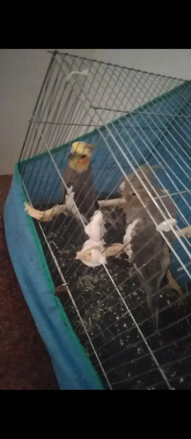 عروس هلندی نر و ماده|پرنده|رومشکان, |دیوار